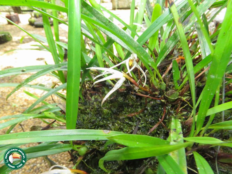 Maxillaria tenuis, photographed by Diogo Luiz