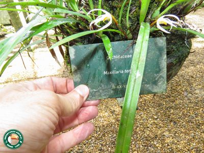 Maxillaria tenuis, photographed by Diogo Luiz