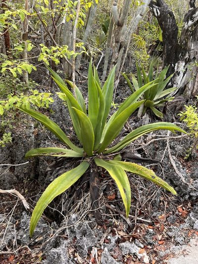 Agave caymanensis, photographed by caymanmatt