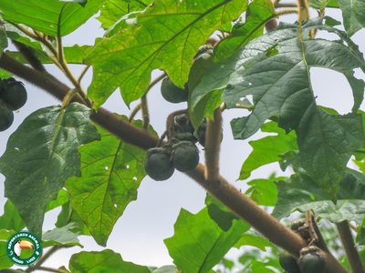 Solanum quaesitum, photographed by Diogo Luiz