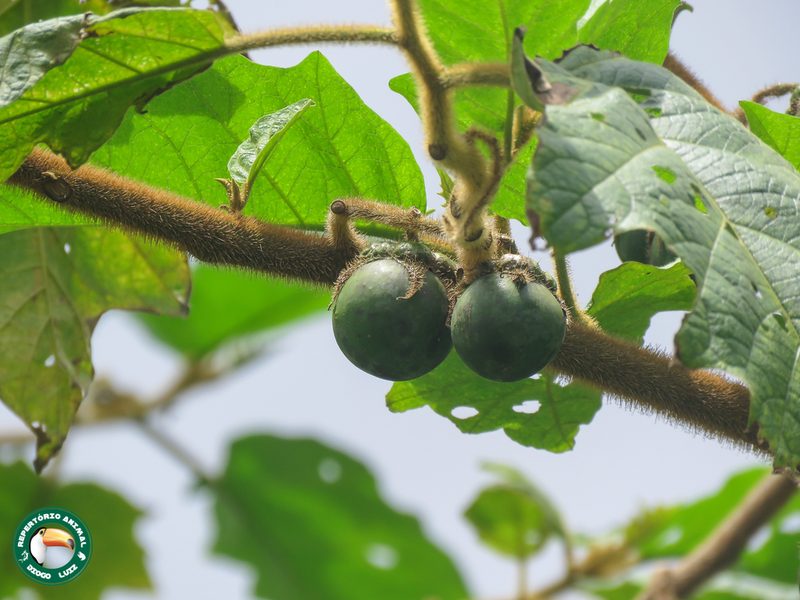 Solanum quaesitum, photographed by Diogo Luiz