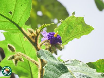 Solanum quaesitum, photographed by Diogo Luiz