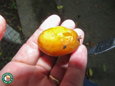 Spondias mombin, photographed by Diogo Luiz