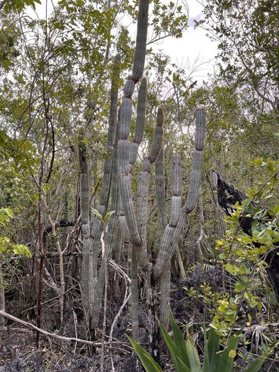 Pilosocereus jamaicensis, photographed by caymanmatt