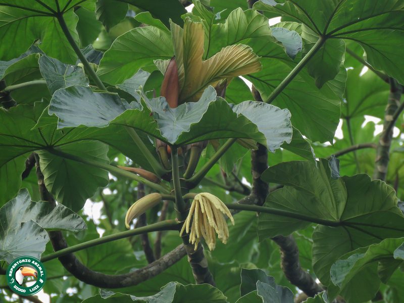Cecropia membranacea, photographed by Diogo Luiz
