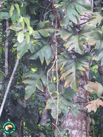 Philodendron pedatum, photographed by Diogo Luiz