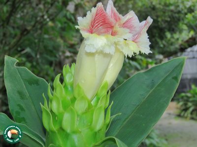 Costus guanaiensis, photographed by Diogo Luiz