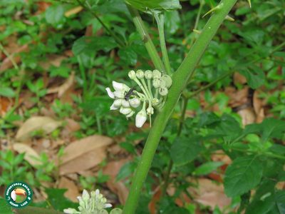 Solanum stramoniifolium, photographed by Diogo Luiz