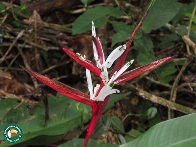 Heliconia acuminata, photographed by Diogo Luiz