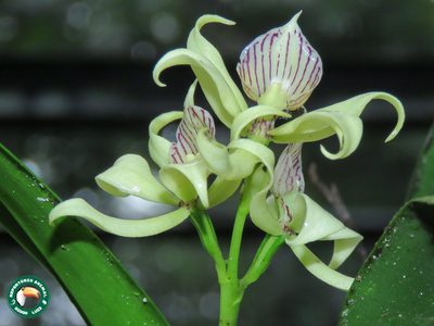 Prosthechea aemula, photographed by Diogo Luiz