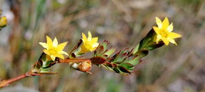 Gnidia juniperifolia, photographed by flamelily