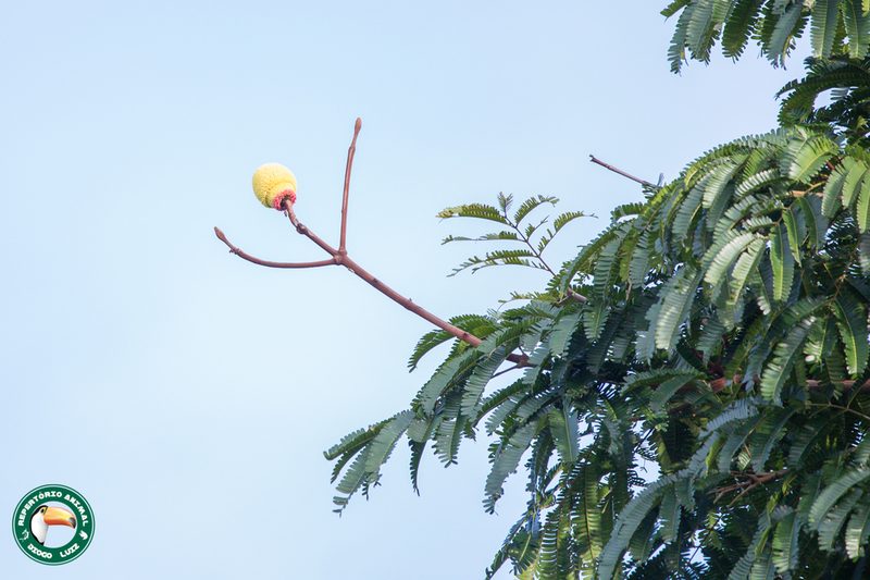 Parkia decussata, photographed by Diogo Luiz