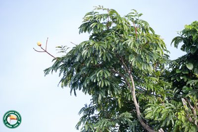 Parkia decussata, photographed by Diogo Luiz