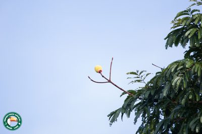 Parkia decussata, photographed by Diogo Luiz