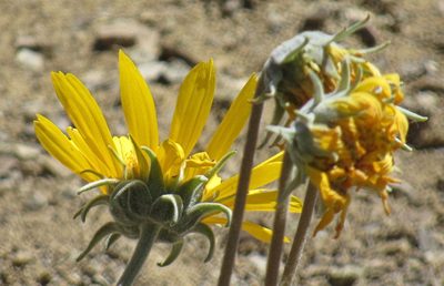 Enceliopsis nudicaulis, photographed by Wendy McCrady
