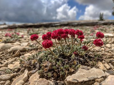 Eriogonum gracilipes, photographed by Darrin Gobble