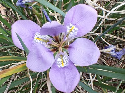 Iris unguicularis, photographed by David Delon