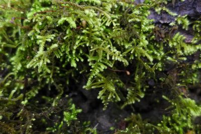 Claopodium crispifolium, photographed by Todd Huang