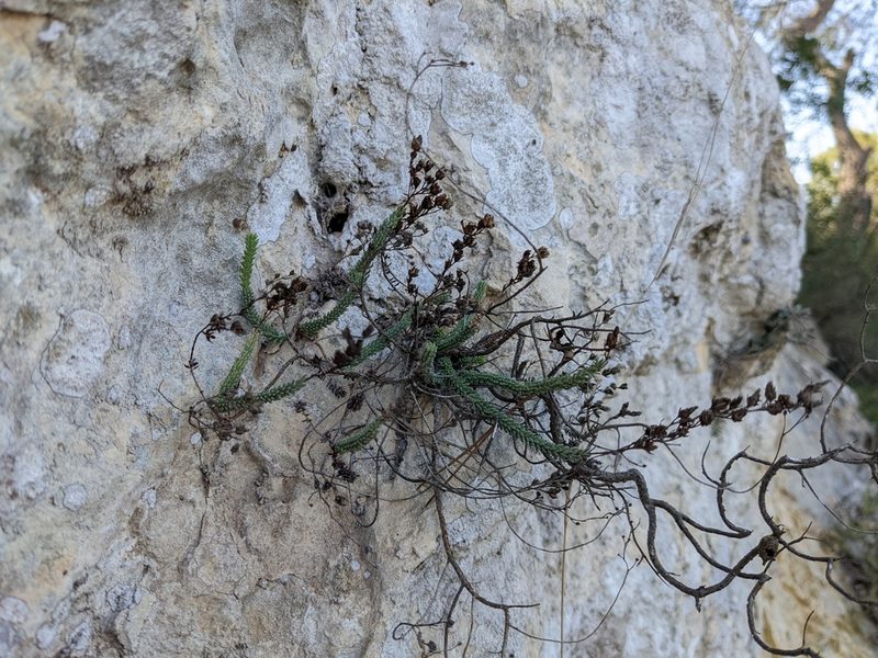 Hypericum ericoides, photographed by Johannes