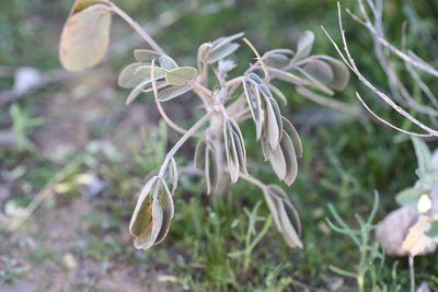 Senna covesii, photographed by Andrew Meeds