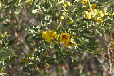 Senna artemisioides, photographed by Andrew Meeds