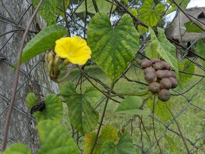 Camonea umbellata