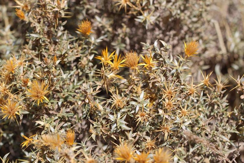 Chuquiraga oppositifolia, photographed by Cesar Ormazabal