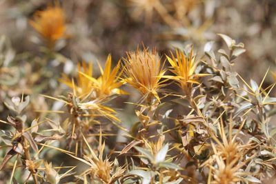 Chuquiraga oppositifolia, photographed by Cesar Ormazabal