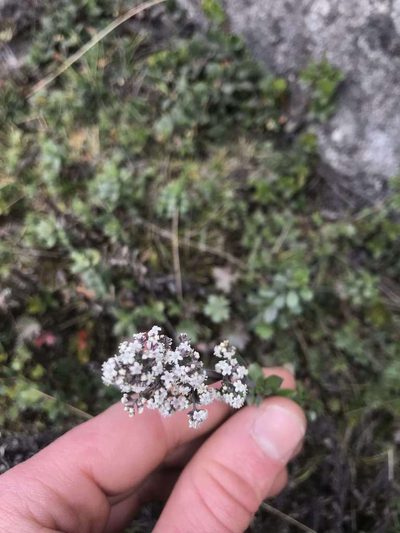 Valeriana microphylla, photographed by Ben Pritchard