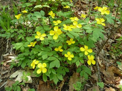 Hylomecon vernalis, photographed by Andreas Taeger