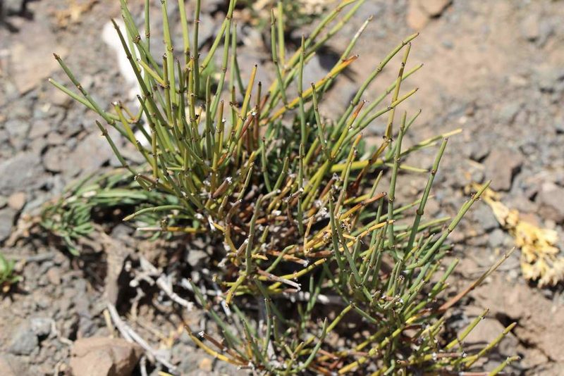 Ephedra chilensis, photographed by Cesar Ormazabal
