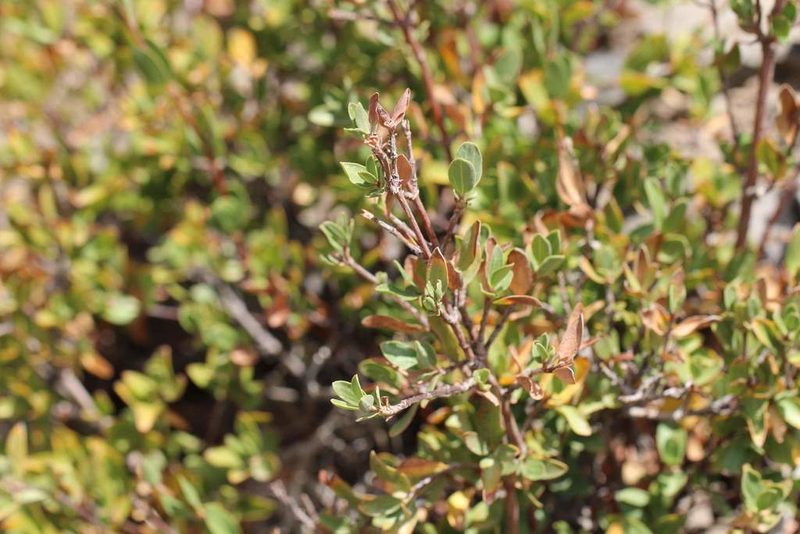Guindilia trinervis, photographed by Cesar Ormazabal