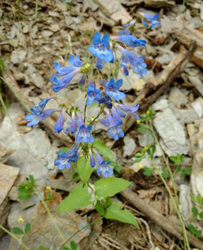 Penstemon humilis, photographed by Wendy McCrady