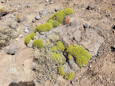 Azorella prolifera, photographed by Cesar Ormazabal