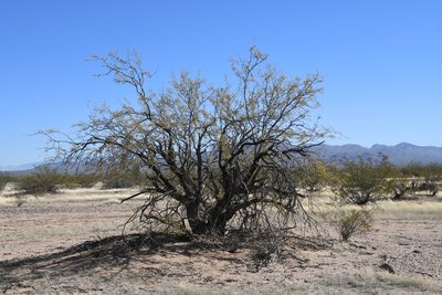 Neltuma velutina, photographed by Mike Ostrowski