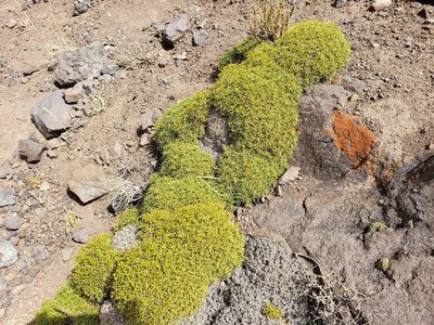 Azorella prolifera, photographed by Cesar Ormazabal