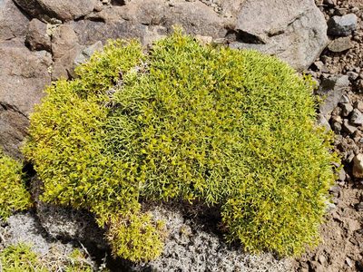 Azorella prolifera, photographed by Cesar Ormazabal