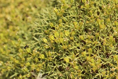 Azorella prolifera, photographed by Cesar Ormazabal