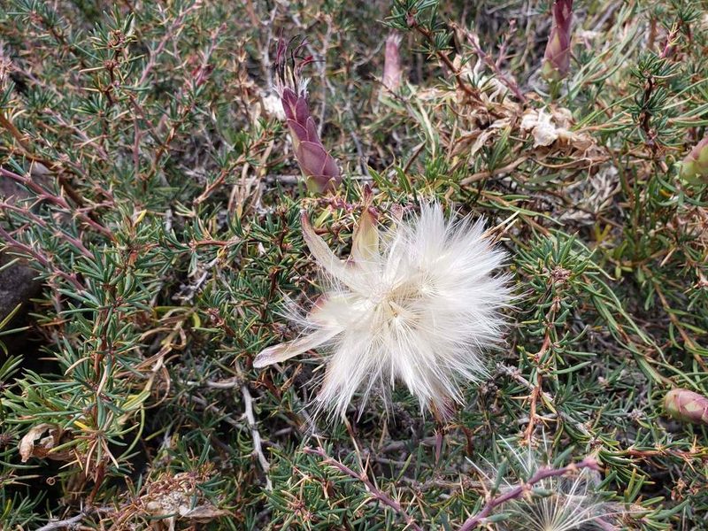 Mutisia subulata, photographed by Cesar Ormazabal
