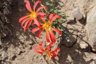 Mutisia subulata, photographed by Cesar Ormazabal