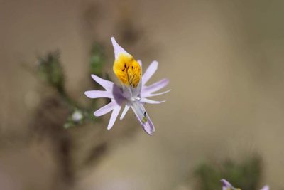 Schizanthus hookeri, photographed by Cesar Ormazabal