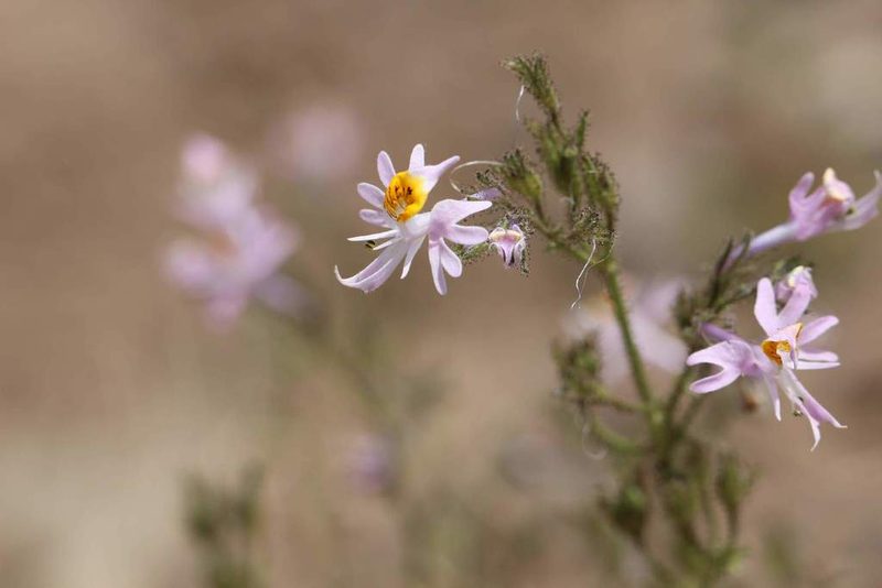 Schizanthus hookeri, photographed by Cesar Ormazabal