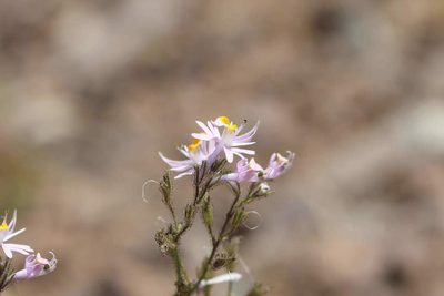 Schizanthus hookeri, photographed by Cesar Ormazabal