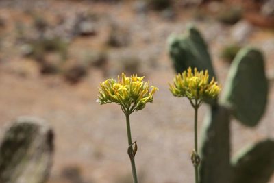 Kalanchoe faustii, photographed by Olivier Argagnon
