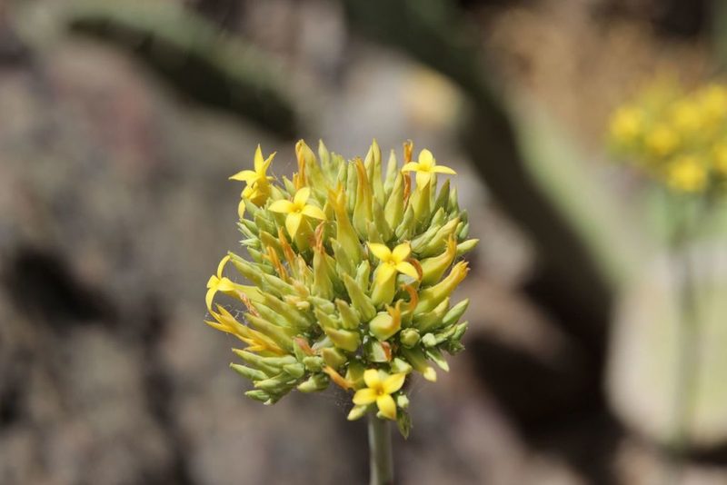 Kalanchoe faustii, photographed by Olivier Argagnon