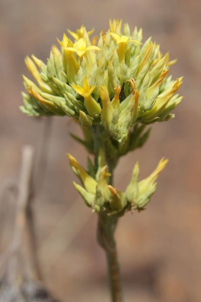 Kalanchoe faustii, photographed by Olivier Argagnon
