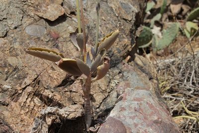 Kalanchoe faustii, photographed by Olivier Argagnon
