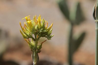 Kalanchoe faustii, photographed by Olivier Argagnon