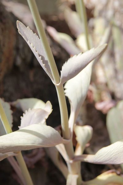 Kalanchoe faustii, photographed by Olivier Argagnon