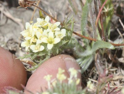 Navarretia cotulifolia, photographed by Scott Loarie